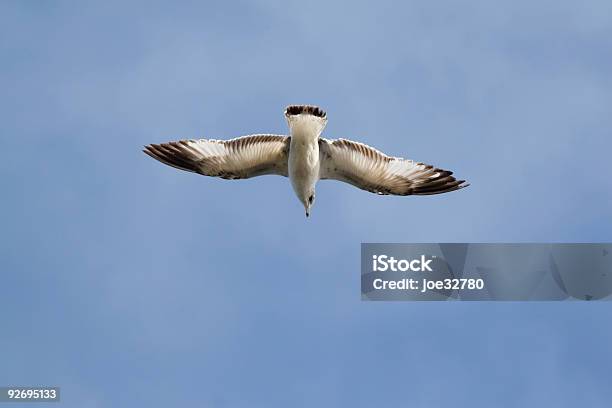 Seagul Stock Photo - Download Image Now - Animals Hunting, Aquatic Organism, Beak