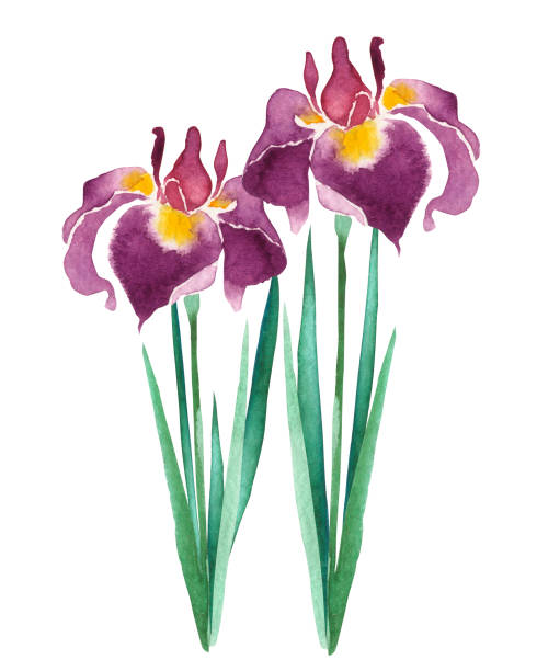 illustrazioni stock, clip art, cartoni animati e icone di tendenza di iride - calamo aromatico