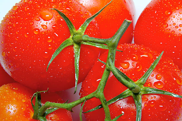 Fresh Vine Ripened Tomatoes stock photo