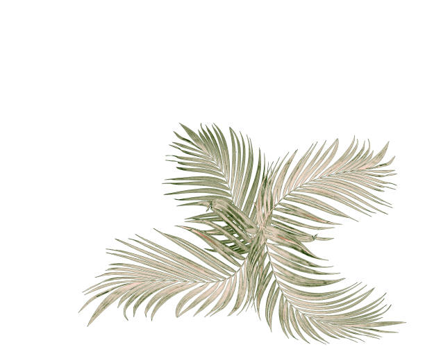istock Green leaf of palm tree on white background 926953156