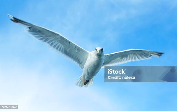 Foto de Gaivotabig Brother Está Acompanhando Você e mais fotos de stock de Alto - Descrição Geral - Alto - Descrição Geral, Asa animal, Azul