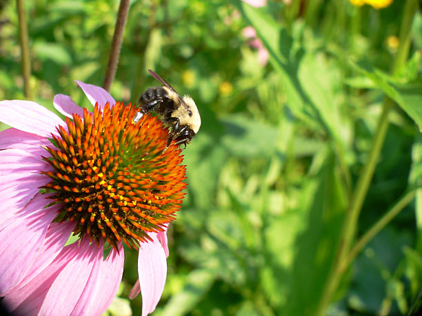 Garden: Pollination stock photo