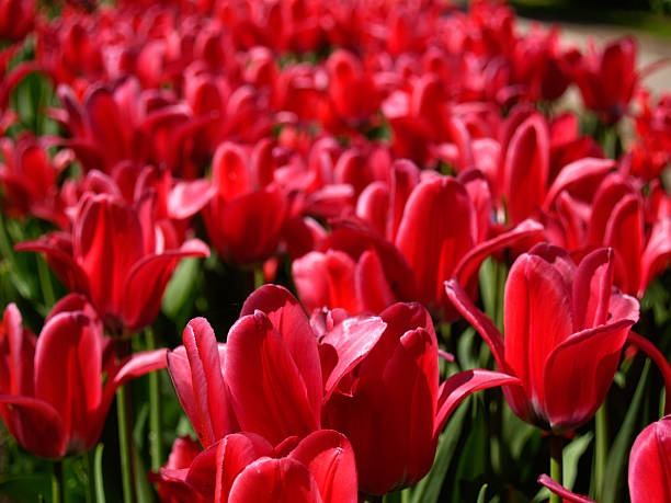 Tulips stock photo
