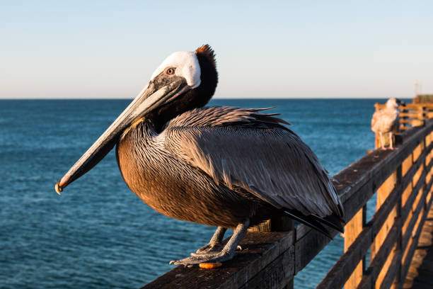 istock California Brown Pelican on Oceanside Pier 926956248