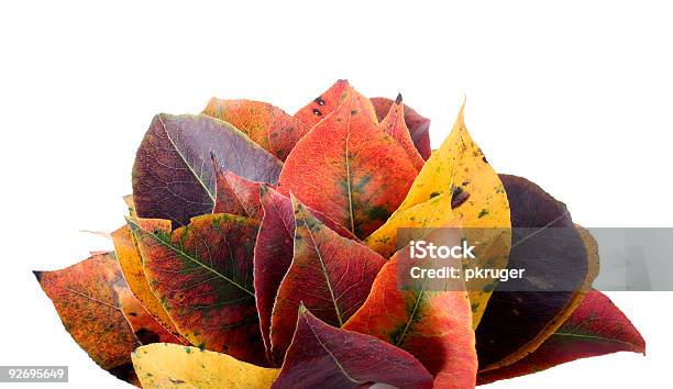 Colección De Autumnal Hoja Foto de stock y más banco de imágenes de Amarillo - Color - Amarillo - Color, Blanco - Color, Botánica