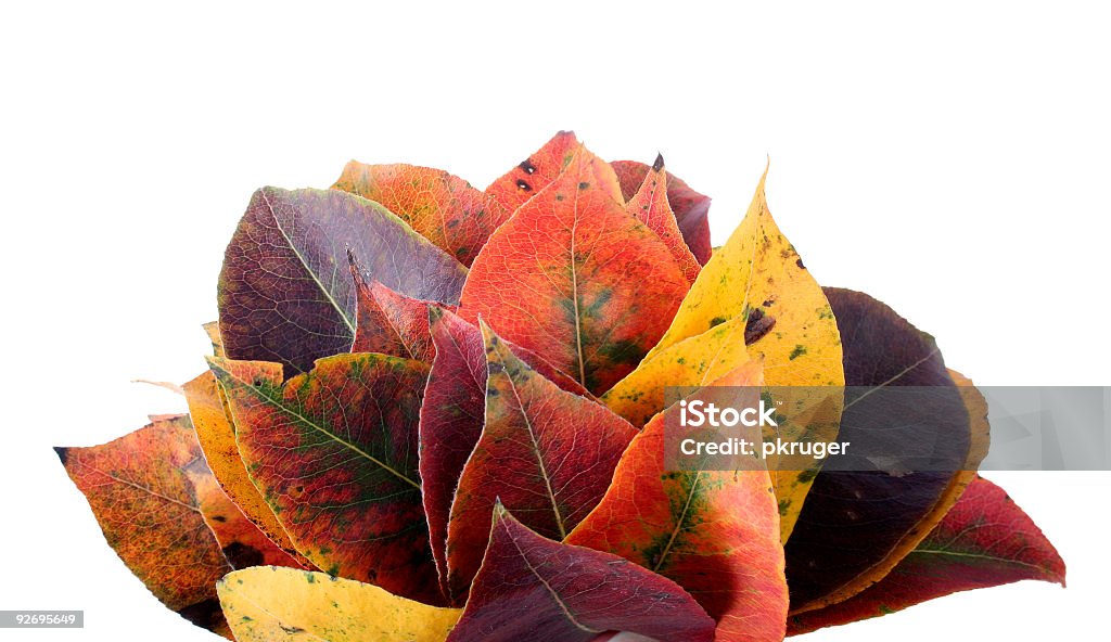 Coleção de autumnal folha - Royalty-free Acabado Foto de stock