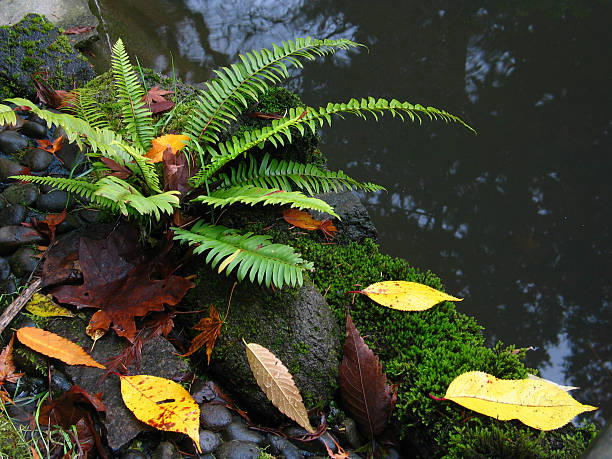 Lakeside Fern with Autumn Leaves stock photo