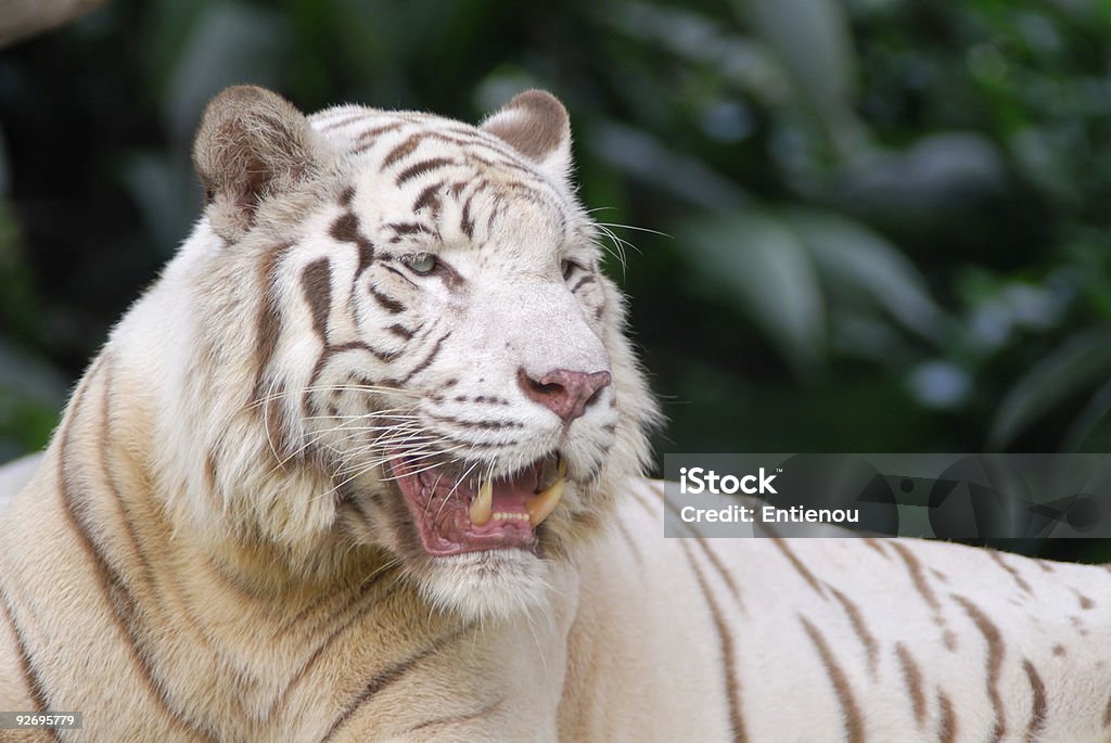 Roaring tigre blanco - Foto de stock de Rugido libre de derechos