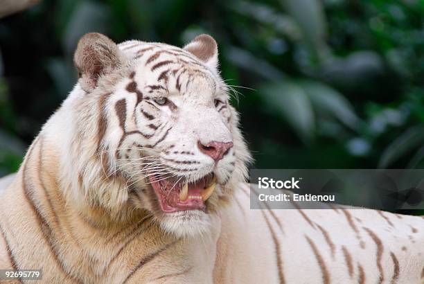 Roaring Tigre Blanco Foto de stock y más banco de imágenes de Rugido - Rugido, Tigre, Agresión