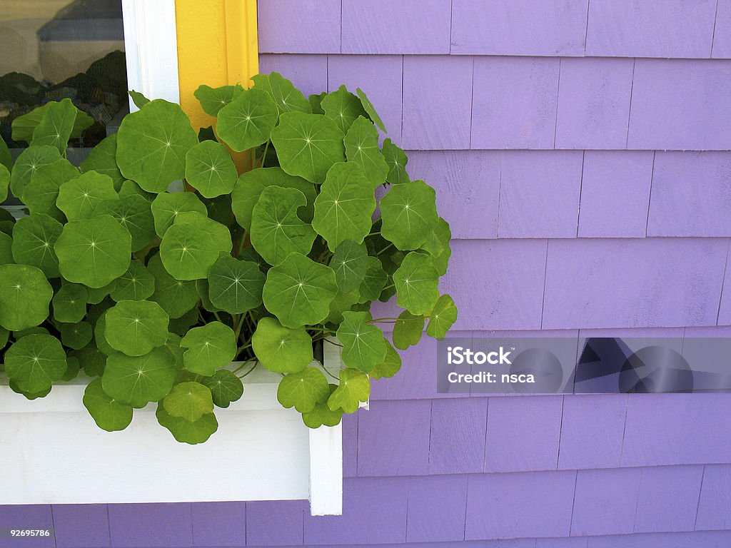 Windowbox na fioletowe ściany - Zbiór zdjęć royalty-free (Dom - Budowla mieszkaniowa)