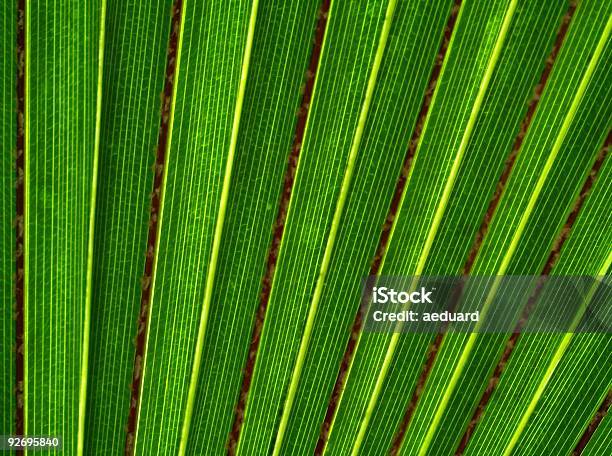 Liść Palmowy Tłozielony - zdjęcia stockowe i więcej obrazów Abstrakcja - Abstrakcja, Bliski, Bliskie zbliżenie