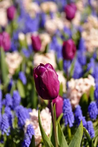 Purple tulip among other flowers in a flowerfield