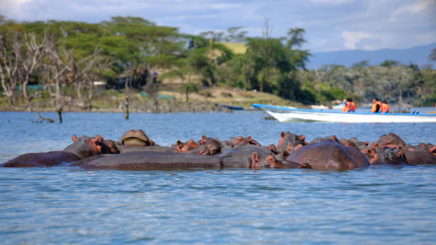 istock Hippopotamus, Lake Naivasha 926958894