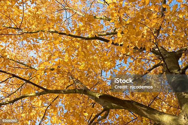 Foto de Árvore De Outono e mais fotos de stock de Amarelo - Amarelo, Céu - Fenômeno natural, Dia