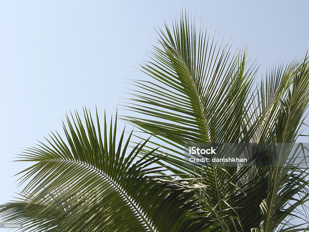 Drzewo kokosowe - Zbiór zdjęć royalty-free (Hawana)