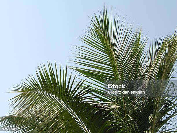 Drzewo Kokosowe - zdjęcia stockowe i więcej obrazów Hawana - Hawana, Plaża, Luksus