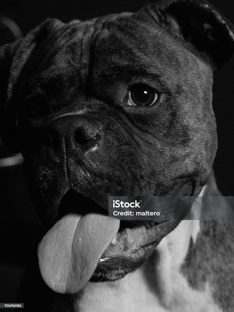 Cachorro Boxer - Foto de stock de Alegria royalty-free
