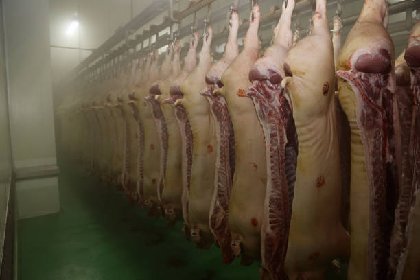 istock Pig carcasses hanging in a refrigerated room 926962584