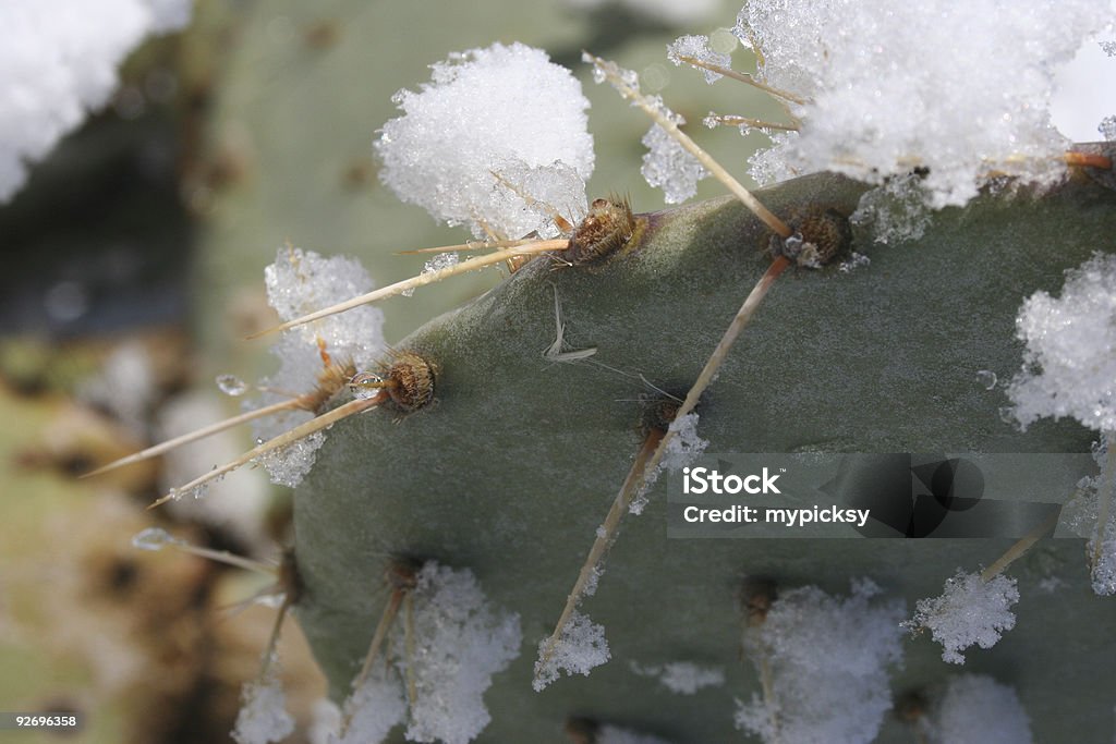 Icy spine - Foto stock royalty-free di Albero