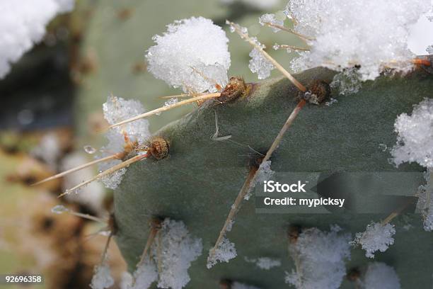 Icy Spine - Fotografie stock e altre immagini di Albero - Albero, Arizona, Bianco
