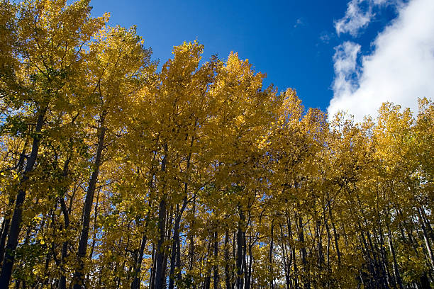 aspen tree - bishop georgia zdjęcia i obrazy z banku zdjęć