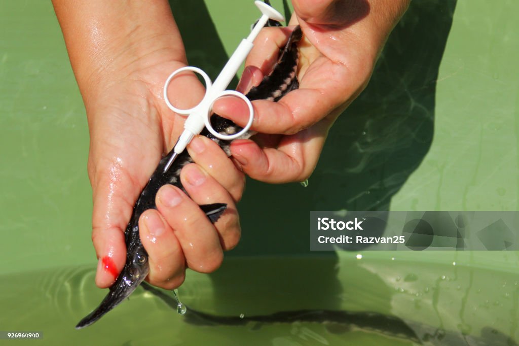 Biologist catching and implanting microchips to sturgeons (Acipenser stellatus) Agriculture Stock Photo