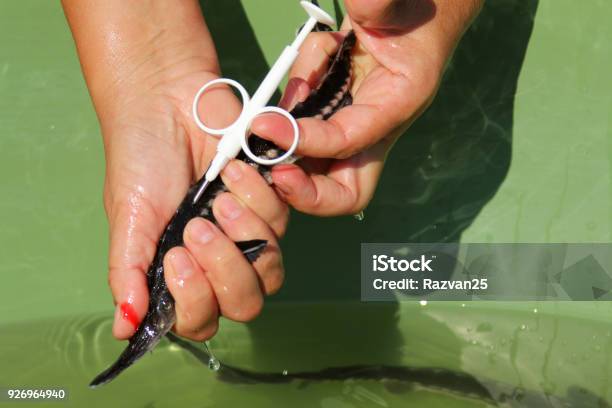 Biologist Catching And Implanting Microchips To Sturgeons Stock Photo - Download Image Now