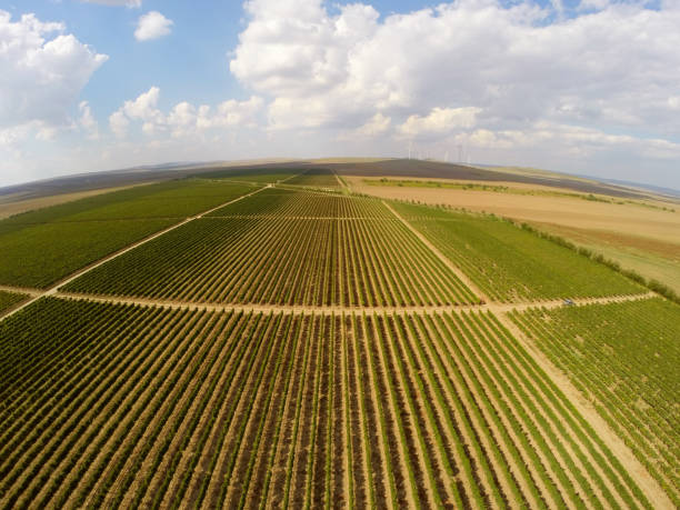 istock Beautiful vineyards landscape aerial view 926964998