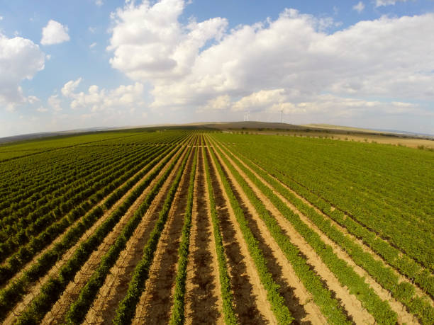 istock Beautiful vineyards landscape aerial view 926965008