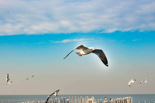 istock Freedom concept, White seagull soaring in the blue sky in Miami. 926965202