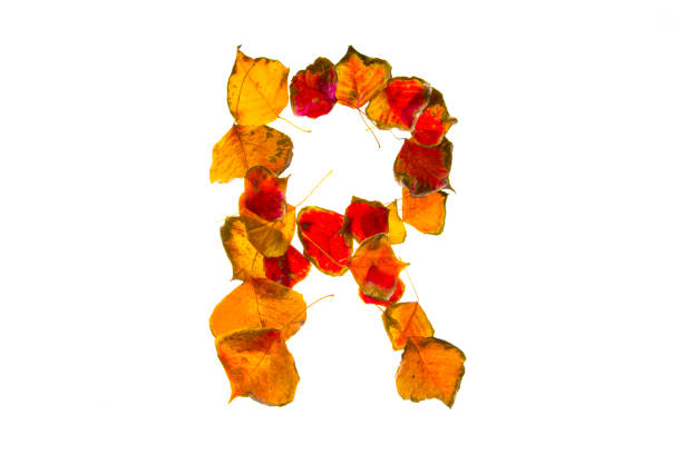 istock Characters made with autumn red leaves 926965236