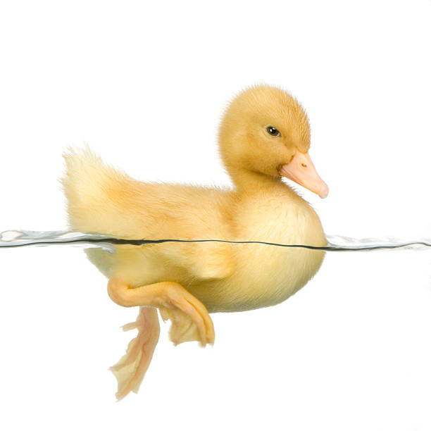 Close-up of yellow duckling swimming Duckling floating on water in front of a white background. duck wading animal foot duckling stock pictures, royalty-free photos & images