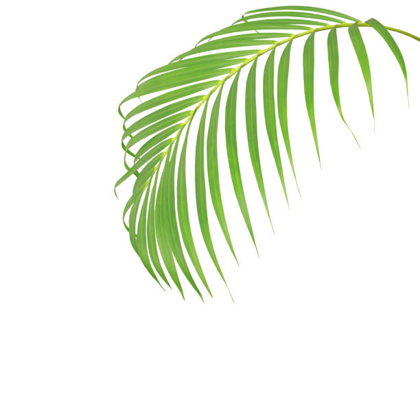 istock green leaf of palm tree isolated on white background 926968272