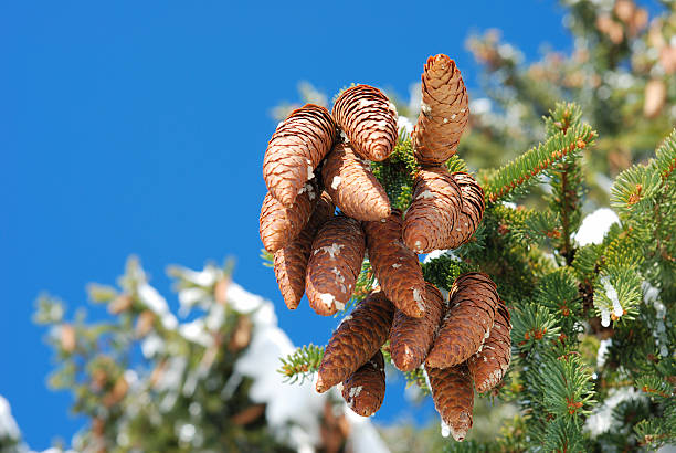 pinheiros - january pine cone february snow - fotografias e filmes do acervo