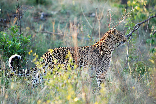 istock Wild hunting leopard cat in the bush 92697004