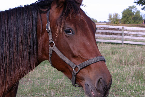 istock 6yr old race horse 92697141