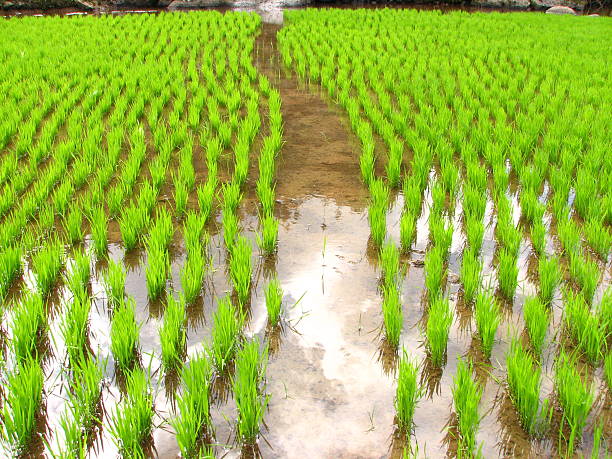 Rice Seedlings 2 stock photo