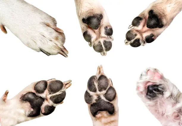 Photo of Close up of dog paws isolated on white background. dog and puppy paws set isolated on white