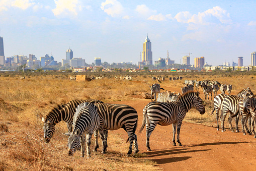 Zebras in Nairobi NP