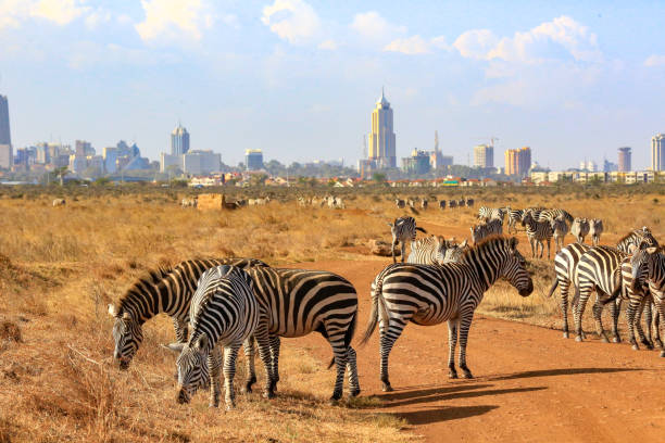 zebry w mieście nairobi np - animal herbivorous wildlife horizontal zdjęcia i obrazy z banku zdjęć