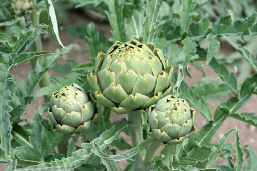 artichoke in a vegetables garden