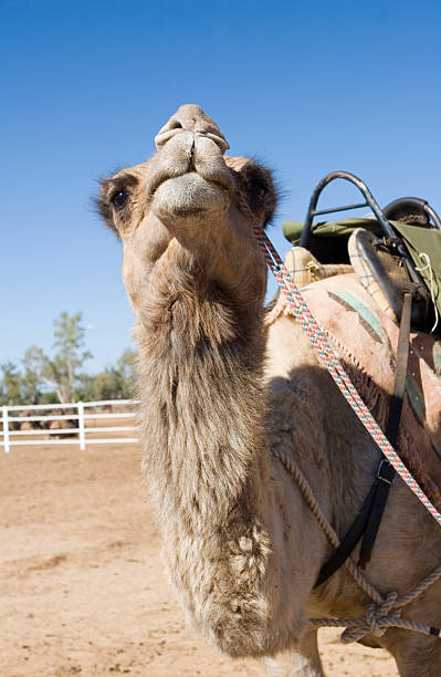 camel-kopf auf - camel dromedary camel desert alice springs stock-fotos und bilder