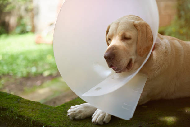 istock Injured labrador dog 926975640