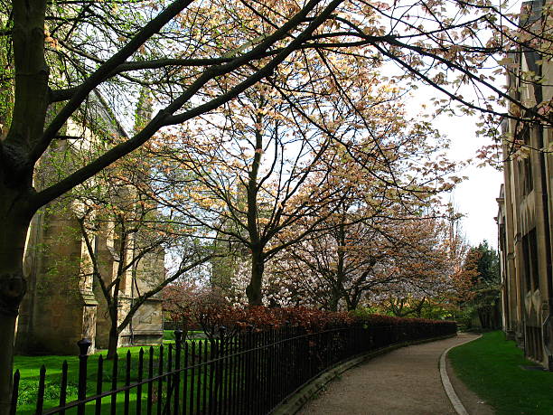 istock Cherry Blossoms near Christ Church 92697597