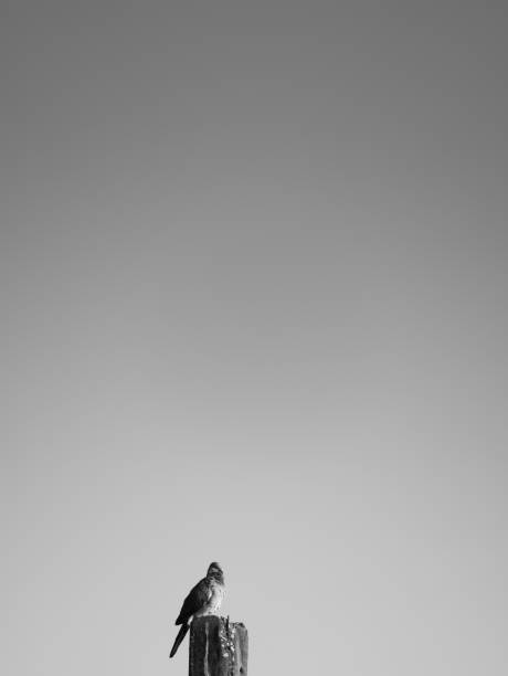 istock Alone Dove Looked Majestic on The Old Post 926979020