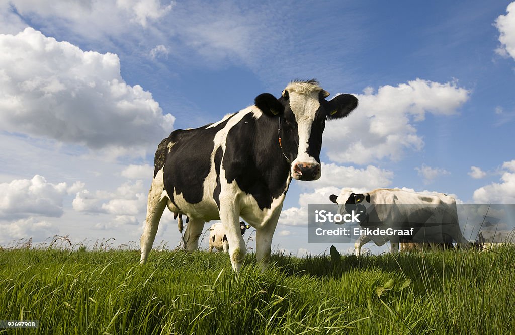 Dutch vaches - Photo de Agriculture libre de droits