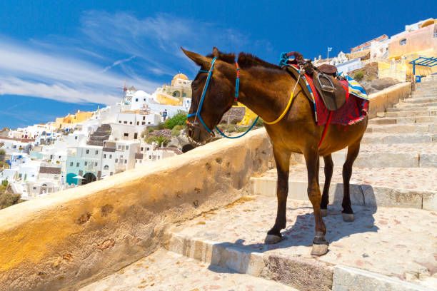 Donkey taxis Donkey taxis in Santorini, Greece fira santorini stock pictures, royalty-free photos & images