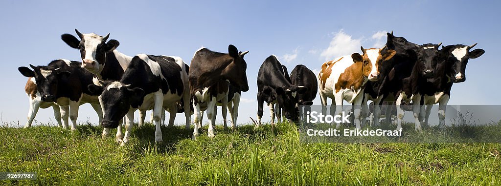 Plusieurs Dutch vaches à pied à travers un champ - Photo de Agriculture libre de droits