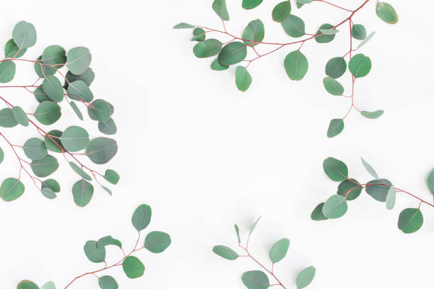 istock Eucalyptus leaves on white background. Flat lay, top view 926985544