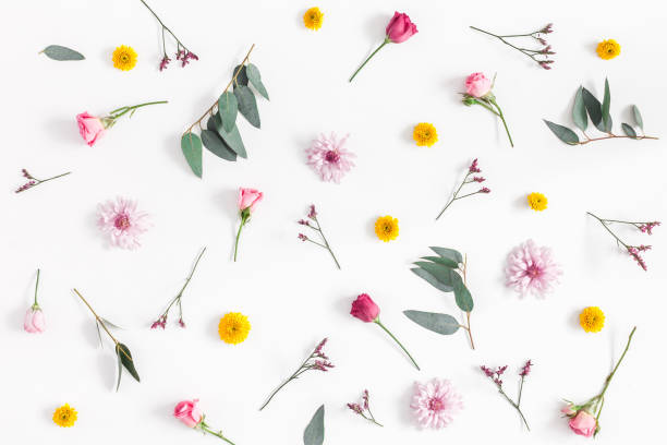 Various colorful flowers on white background. Flat lay, top view Flowers composition. Pattern made of various colorful flowers on white background. Flat lay, top view wild chrysanthemum stock pictures, royalty-free photos & images